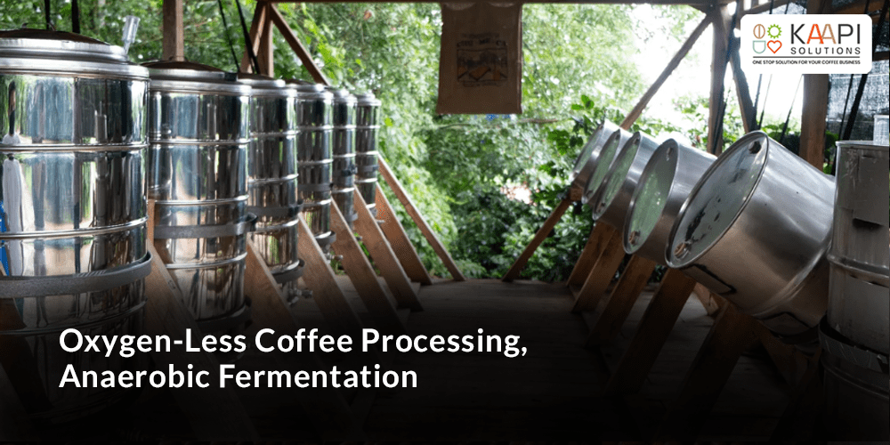 Anaerobic Fermentation | Coffee Experts | Kaapi Solutions